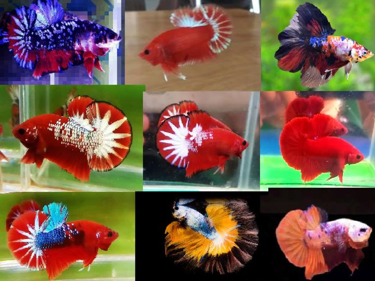 12 types of betta fish