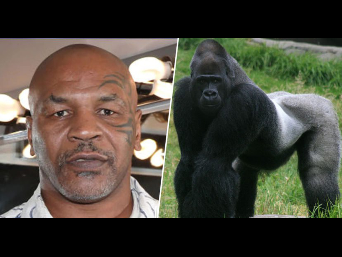 SỐC: Mike Tyson từng chi 10 ngàn đô để được đấu với ... khỉ đột